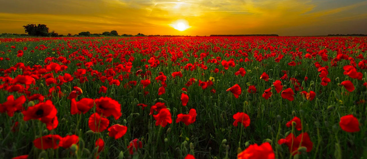 Remembrance Day 2021