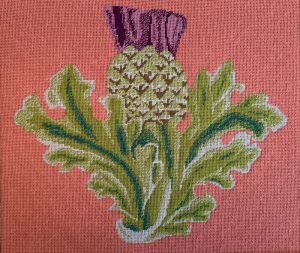 The Scottish Thistle on pink