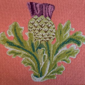 The Scottish Thistle on pink